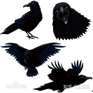最新乌鸦爆料张大炮,张大炮最新动态揭秘