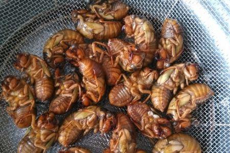 娱乐吃瓜酱知了