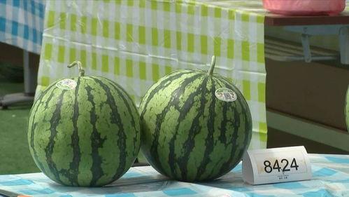 吃瓜专家,吃瓜专家带你领略明星幕后故事